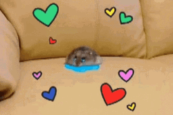 Hampter Meme Crying In Sofa GIF