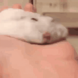 Hampter Meme Flatly Sleeping GIF