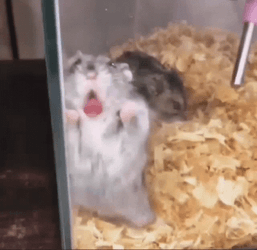 Hampter Meme Licking GIF