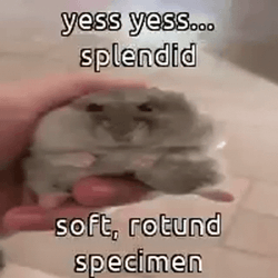 Hampter Meme Soft Round Specimen GIF