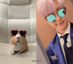 Hampter Meme SVT Kwon Hoshi GIF