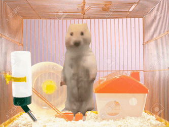 Hampter Showing Its Dance Moves GIF
