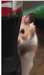 Hamster Behind Coca Cola Watching You GIF