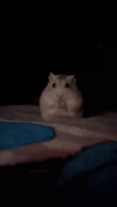 Hamster Being Held GIF