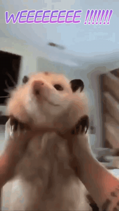Hamster Being Held With Weeeeeeee GIF