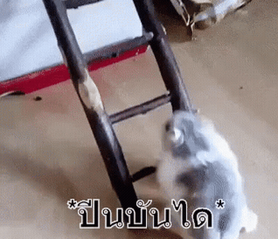 Hamster Climbing Wooden Ladder GIF