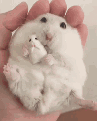 Hamster Cuddling Toy