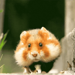 Hamster Dance Running Forward GIF
