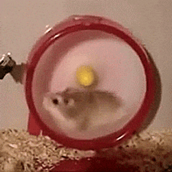 Hamster Dance Running Spinning Wheel GIF