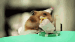 Hamster Eating Cake
