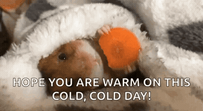 Hamster Eating Carrot Under Blanket Hope You Are Warm On This Cold Cold Day GIF