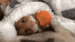 Hamster Eating Carrots