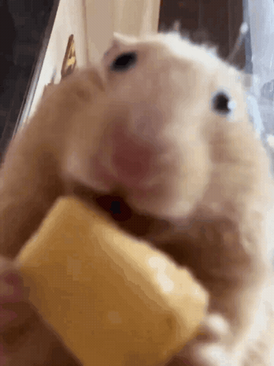 Hamster Eating Cheese From Hand GIF