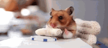 Hamster Eating Egg Roll