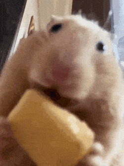 Hamster Eating GIF