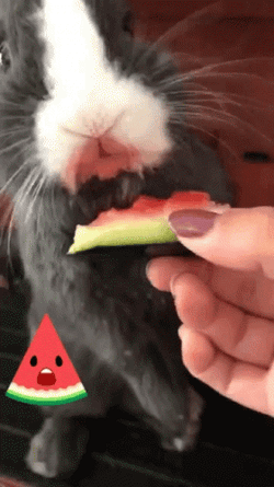 Hamster Eating Watermelon Fruit GIF
