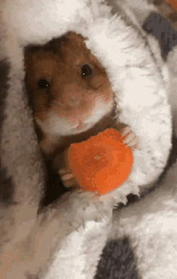 Hamster Hamster Carrot GIF