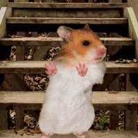 Hamster Hand Dance