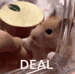 Hamster Hand Shake Deal