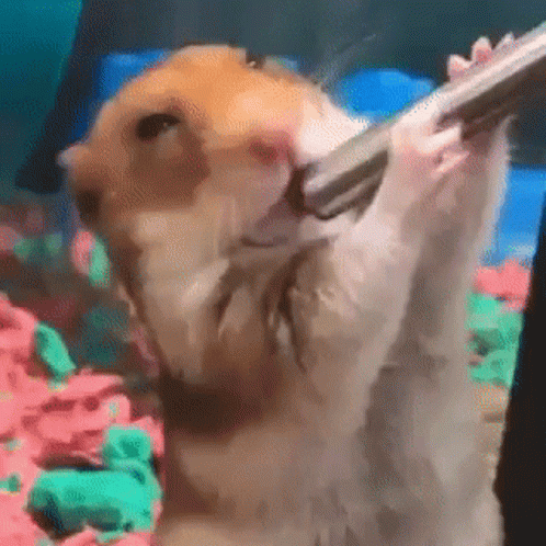 Hamster Holding Gun In Mouth Playing With Toy GIF