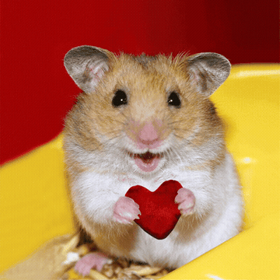 Hamster Holding Red Heart GIF