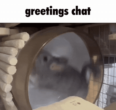 Hamster In Cage Greetings Chat GIF