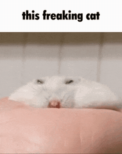 Hamster Laying On Arm Saying This Freaking Cat GIF