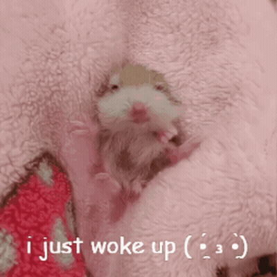 Hamster Laying On Pink Blanket Saying I Just Woke Up GIF