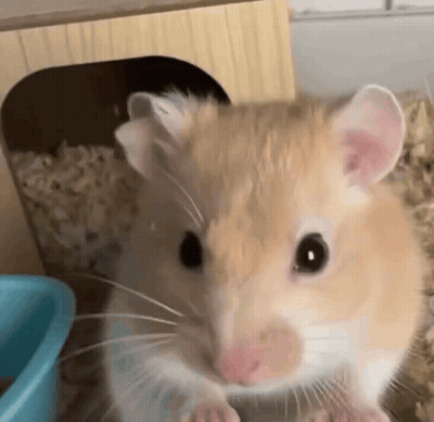 Hamster Looking At Camera In Cage GIF