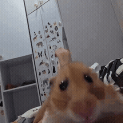Hamster Looking At Camera In Front Of Sticker Fridge GIF