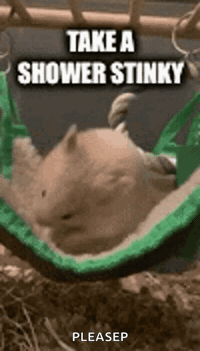 Hamster Lying In Hammock With Shower Message GIF