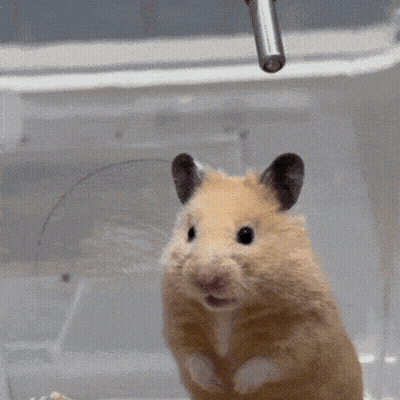 Hamster Making Funny Face GIF