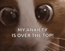 Hamster Mouth Shaking Anxiety Attack GIF