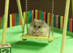Hamster On Swing