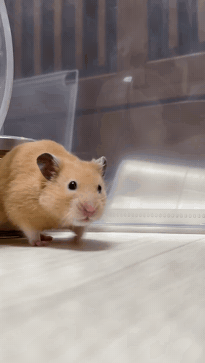 Hamster On Wooden Floor In Front Of Clear Container GIF