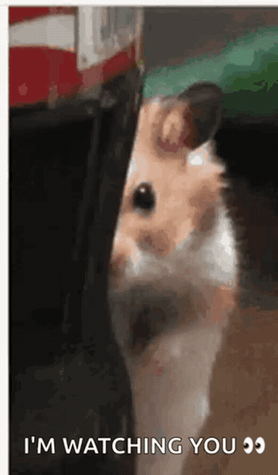 Hamster Peeking Out From Behind Person GIF