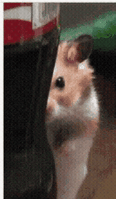 Hamster Peeking Out From Coke Bottle GIF