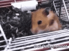 Hamster Pulling  Eyeball Out Of Its Mouth GIF