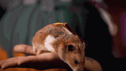 Hamster Rat Showering Pizza Souris GIF
