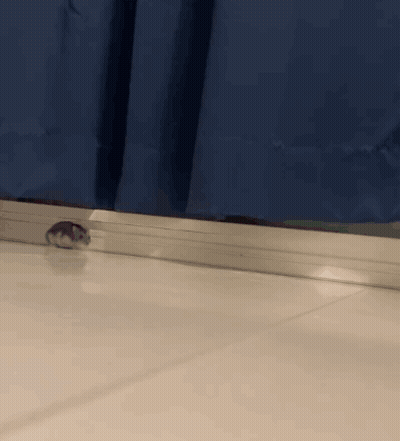Hamster Running On Tiled Floor GIF