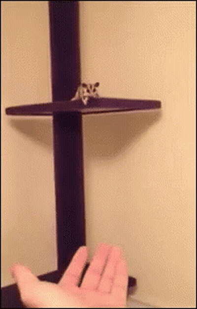 Hamster Running On Wooden Wheel With Holes GIF