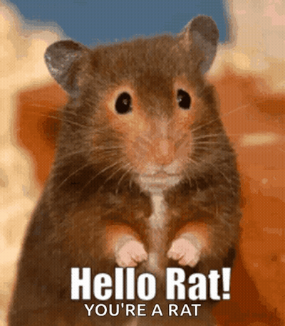 Hamster Saying Hello Rat You Are A Rat GIF