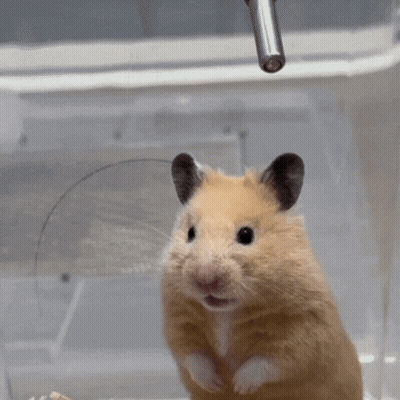 Hamster Sitting Eating Food GIF