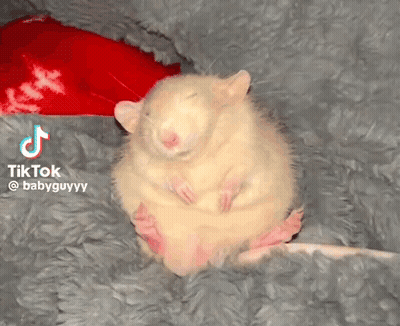 Hamster Sitting On Blanket GIF