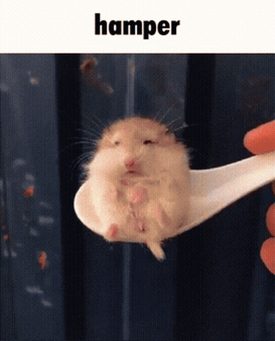 Hamster Sitting On Spoon GIF
