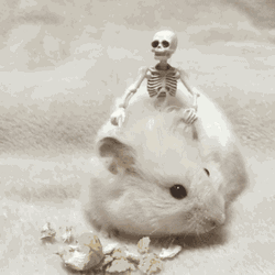 Hamster Skeleton Ride