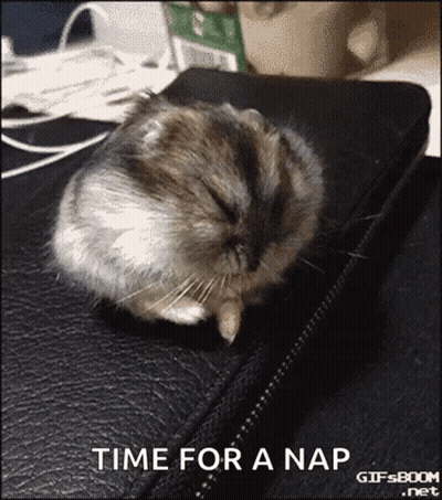 Hamster Sleeping Time For A Nap GIF
