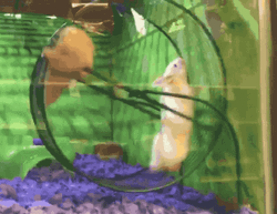 Hamster Spinning On Wheels