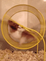 Hamster Spinning Wheel GIF