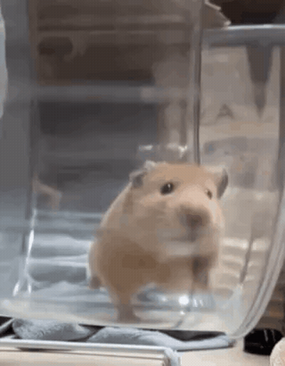 Hamster Standing In Cage GIF